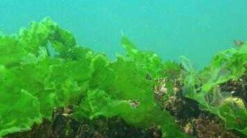 Underwater landscape of the Black Sea, green and red algae on the stones video