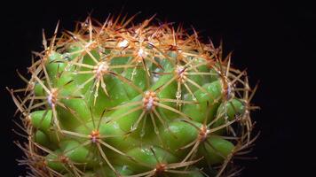 Coryphantha sp. - round spiny cactus in botanical collection video