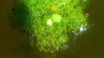 Freshwater algae Spirogyra release oxygen into the air, oxygen synthesis in water bodies video