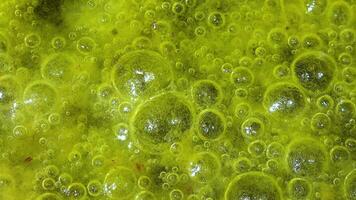 Freshwater algae Spirogyra release oxygen into the air, oxygen synthesis in water bodies video