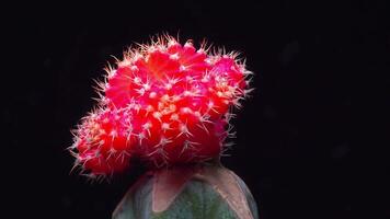 Gymnocalycium mihanovichii var. friedrichii rubrum form, a chlorophyll-free form of cactus grafted onto another species of cactus video