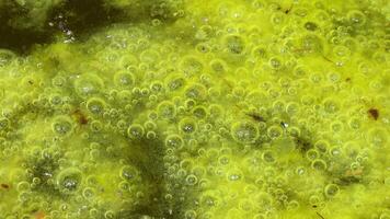 Freshwater algae Spirogyra release oxygen into the air, oxygen synthesis in water bodies video