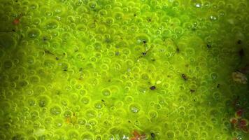 Freshwater algae Spirogyra release oxygen into the air, oxygen synthesis in water bodies video