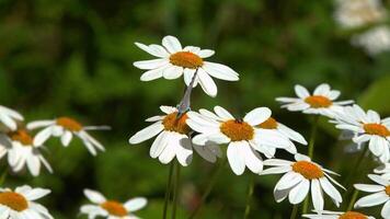 Blueberry butterfly drinks sweet nectar on a Pyrethrum flower in the garden video