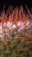 Mammillaria parkinsonii - spiny cactus with long spines in botanical collection video