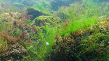 Underwater view of algae in the Black Sea, green algae Ulva and Enteromorpha on rocks at shallow depths video