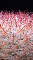 Mammillaria sp., close-up of a cactus blooming with pink flowers in spring video