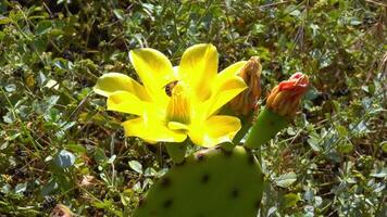 Bee in a flower, Close-up of yellow blooming cactus Opuntia on a stone slide video