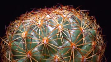 Coryphantha sp. - round spiny cactus in botanical collection video