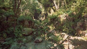 An aerial view of a forest with rocks and trees. mountain path video