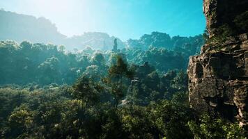 A view of a forest from a high point of view video