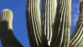 Arizona cacti. A view looking up a Saguaro cactus Carnegiea gigantea from its base. video