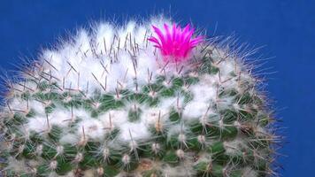 Mammillaria sp., close-up of a cactus blooming with pink flowers in spring video