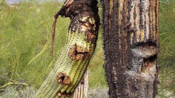 The death of large cacti Saguaro Cactus Carnegiea gigantea in the desert in Arizona, near Phoenix video