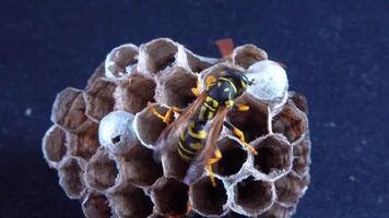 The European paper wasp Polistes dominula, wasp guarding larvae on her little paper nest video