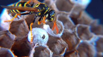 The European paper wasp Polistes dominula, wasp guarding larvae on her little paper nest video