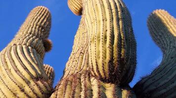 Arizona cacti. A view looking up a Saguaro cactus carnegia gigantia from its base. video