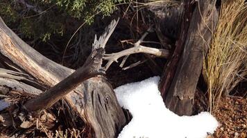 Snow cyclone with hail in the mountains of Arizona. Balls of ice and hail melt among desert vegetation video