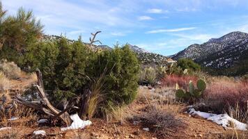 Mountains in the snow. The consequences of a snow cyclone with hail in the mountains of Arizona. Desert plants and cacti suffer from the cold video