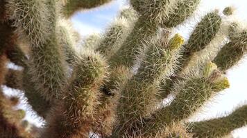 Arizona cacti. Teddy bear cholla -Cylindropuntia. Different types of cacti in the wild in a desert landscape. video