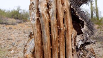 Cacti die in the Arizona desert, environmental concerns, climate change and abnormal weather. Dry stalks dead Saguaro Cactus Carnegiea gigantea in desert video
