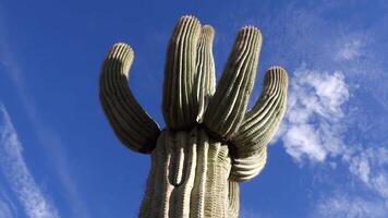 Arizona cacti. A view looking up a Saguaro cactus Carnegiea gigantea from its base. video
