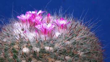 Mammillaria sp., close-up of a cactus blooming with pink flowers in spring video