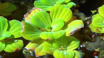 Pistia stratiotes swims among aquatic plants rootless duckweed Wolffia arrhiza and duckweed Lemna turionifera video