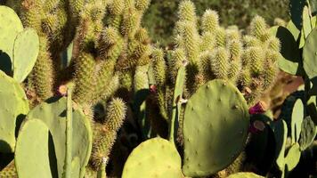 Different types of prickly pear cacti in a botanical garden in Phoenix, Arizona video