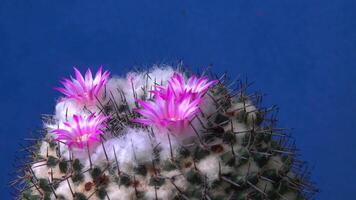 Mammillaria sp., close-up of a cactus blooming with pink flowers in spring video