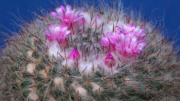 Mammillaria sp., close-up of a cactus blooming with pink flowers in spring video