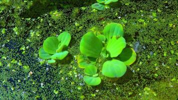 Pistia stratiotes swims among aquatic plants rootless duckweed Wolffia arrhiza and duckweed -Lemna turionifera video