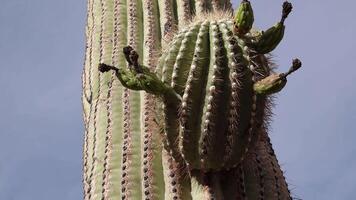 Dried flowers on a small Saguaro cactus in the desert in Arizona, near Phoenix video