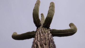 Arizona cacti. A view looking up a Saguaro cactus Carnegiea gigantea from its base. video