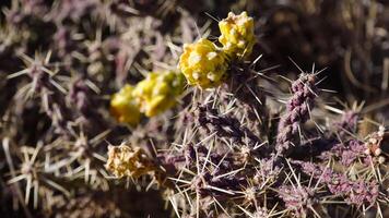Cylindropuntia versicolor- Prickly cylindropuntia with yellow fruits with seeds. Arizona, USA video