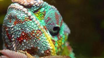 The graceful chameleon Chamaeleo gracilis, multi-colored chameleon in the stage of excitement in the terrarium video