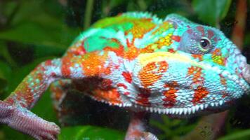 The graceful chameleon Chamaeleo gracilis, multi-colored chameleon in the stage of excitement in the terrarium video