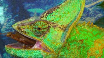 The veiled chameleon Chamaeleo calyptratus is a species of chameleon -Chamaeleonidae- native to the Arabian Peninsula in Yemen video
