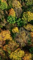 Autumn trees from above. Colorful background of autumn wood at sunlight. Beautiful scenery of green and yellow top trees in early autumn. Vertical video