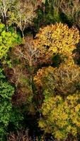 Nature background of bright colors of trees. Deciduous forest in fall season. Colorful top trees at sunny daytime. Top aerial view. Vertical video