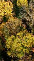 Natural background of colorful forest. Drone flying over the autumn forest. Forest with green and yellow trees. Aerial top view. Vertical video