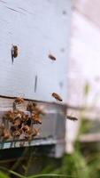 Bees swarming near the entrance to the beehive. Honey insects returning to their honeycombs. Close up. Blurred backdrop. Vertical video