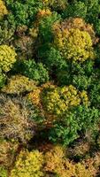 Amazing scenery at autumn. Beautiful forest at fall. View from above on colorful trees. Motion camera top down. Aerial landscape. Vertical video