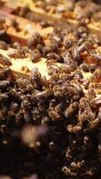 Bee brood on top of honey frames in beehive. Bees lit by sun crawling in the opened beehive. Close up. Vertical video