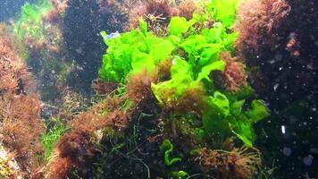 Underwater view of algae in the Black Sea, green algae Ulva and Enteromorpha on rocks at shallow depths video