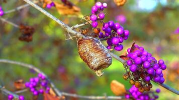 Cocoon with praying mantis eggs on a branch with purple fruits Callicarpa bodinieri video