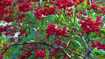 Red fruits of the evergreen plant Pyracantha in the family Rosaceae, slider shot video