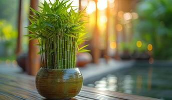 A potted plant with bamboo shoots in a brown vase sits on a wooden table. The plant is surrounded by water, and the sunlight is shining on it, creating a serene and peaceful atmosphere photo