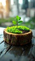 A small plant is growing in a small pot. The pot is on a wooden table. The table is surrounded by buildings photo