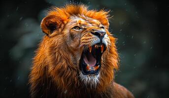 A lion is roaring with its mouth open, showing its teeth. The lion is in a dark environment, and the rain is falling. Scene is intense and powerful, as the lion's roar echoes through the darkness photo